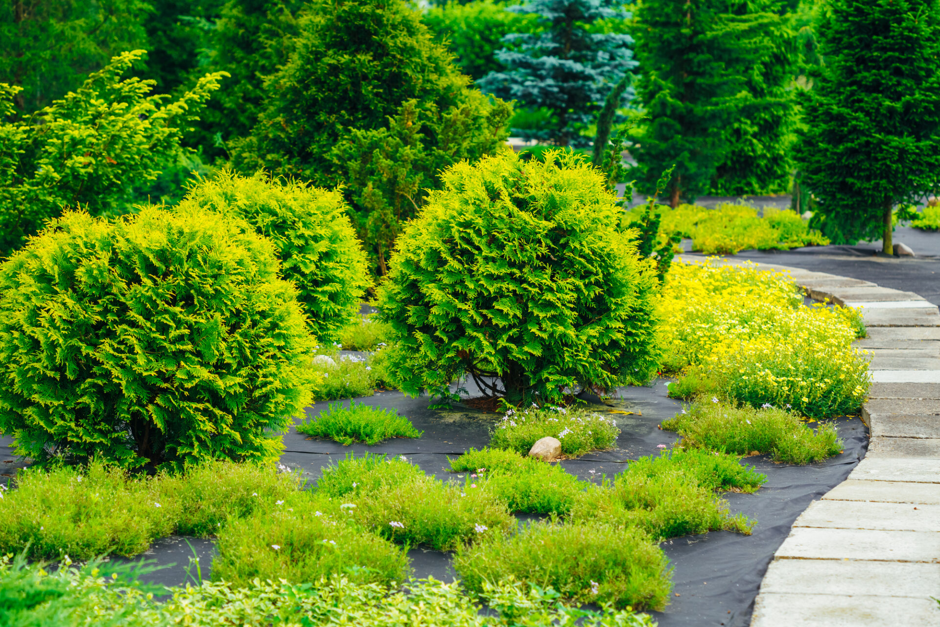 Beautiful Alley In Park. Garden Landscaping Design